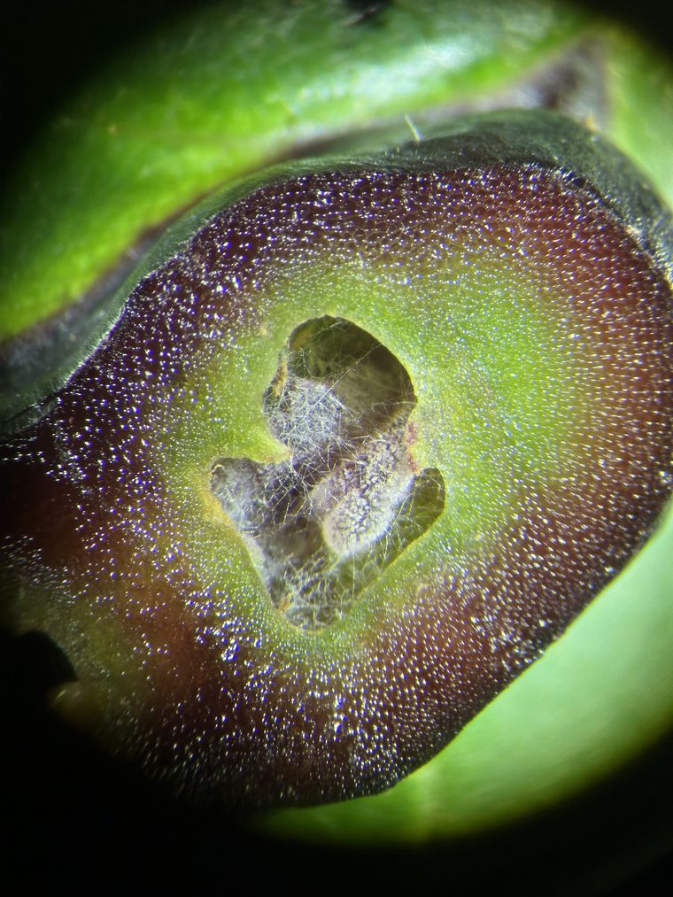Hyphae inside a gall