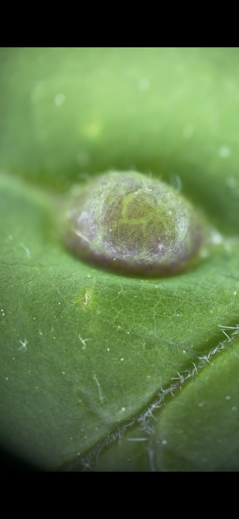 Developing red gall