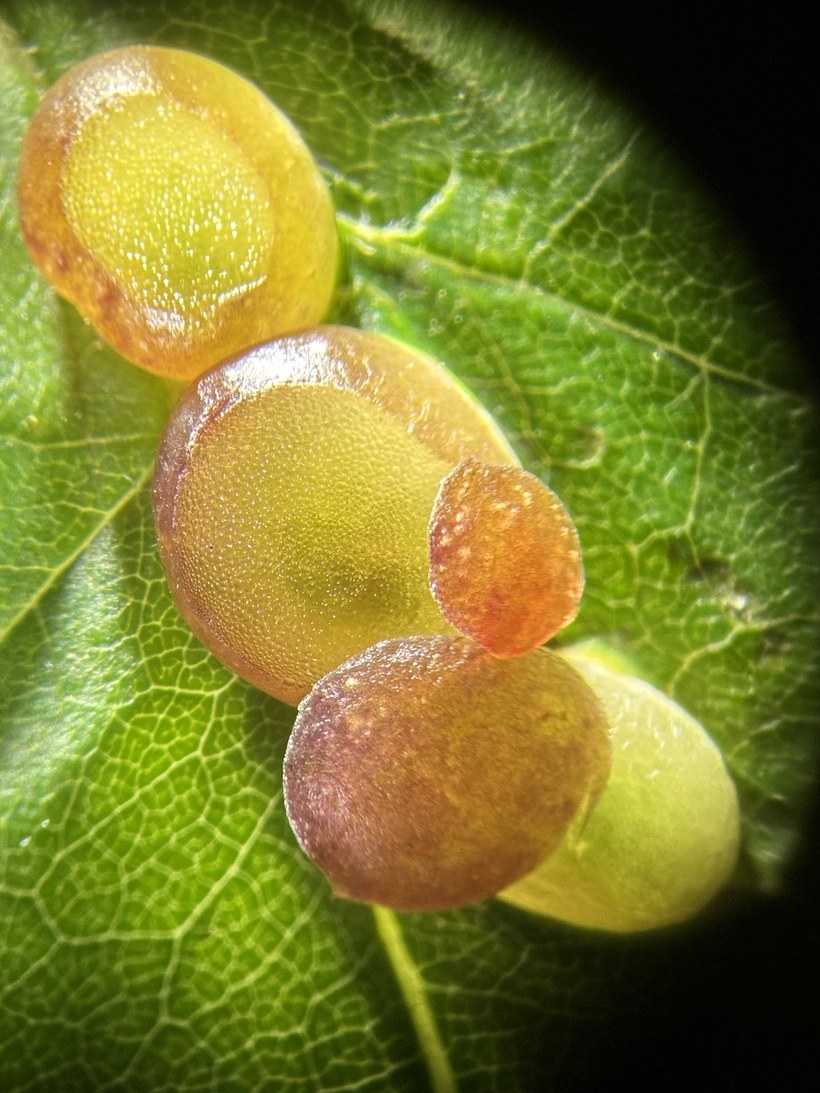 Gall cross-sections