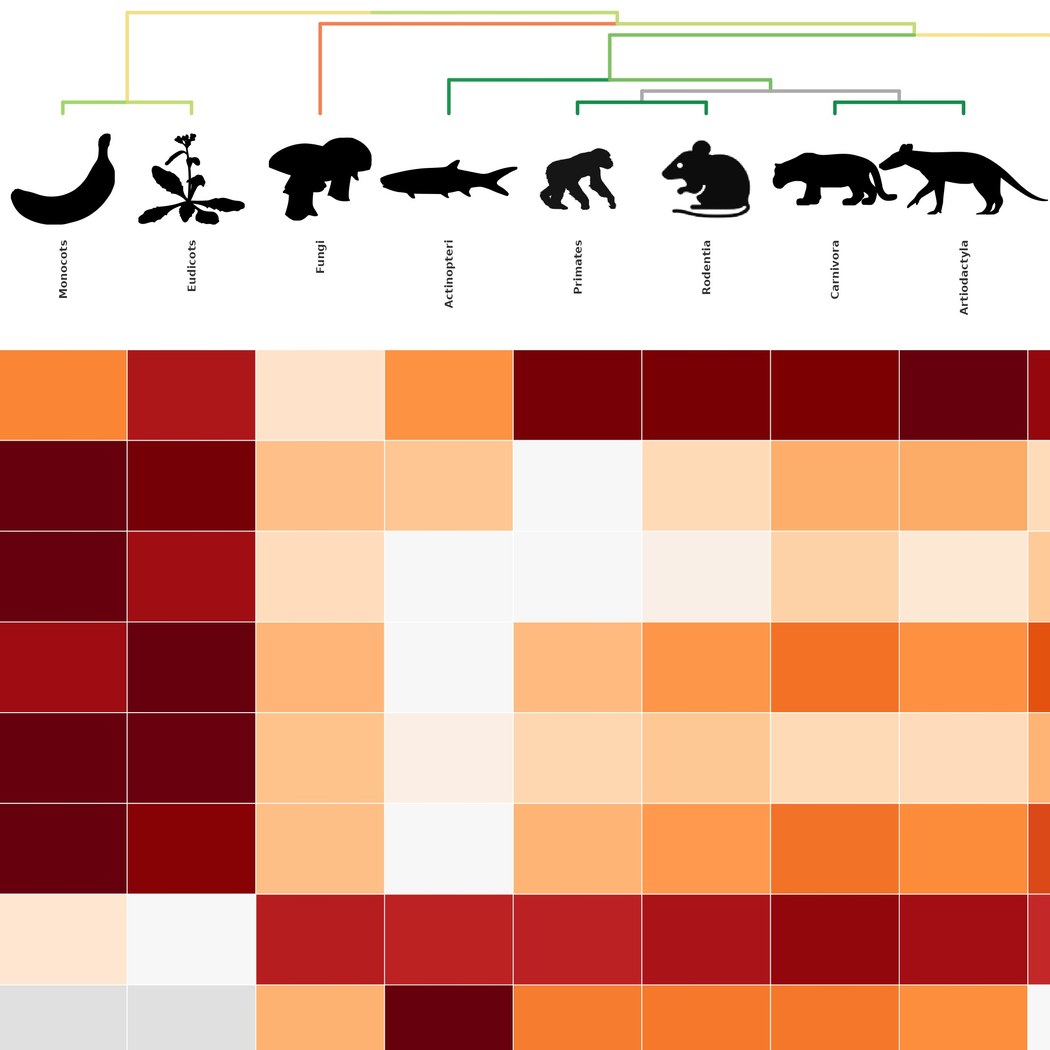 Exploring phylogenetic relationships